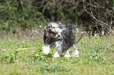PETIT CHIEN LION 256